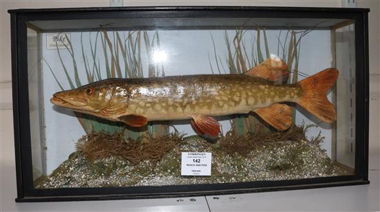 A cased taxidermic Roach by W. F. Homer & similar Pike